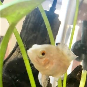 Meet your Posher, Hillarie